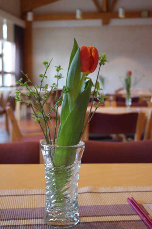 Tulppaani maljakossa
